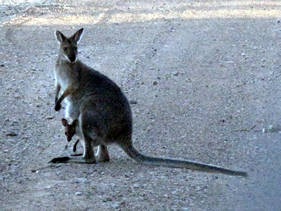 Kangaroo with joey